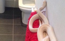 Kinh hãi phát hiện rắn dài 2m cuộn tròn trong phòng tắm