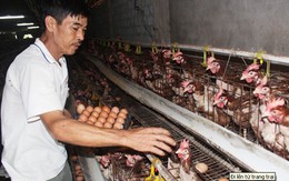 Lão nông tay trắng gây dựng trang trại thu 800 triệu đồng một năm