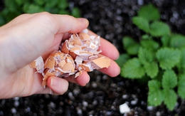 5 mẹo không tốn kém giúp rau lớn nhanh