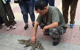 Choáng với người đàn ông dắt cá sấu đi dạo trên phố