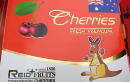 Sốc với cherry “đội lốt” Australia xuất hiện hàng loạt ở Việt Nam