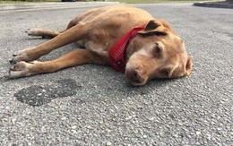 Ảnh chú chó nằm buồn bã nơi chủ bị tai nạn qua đời khiến nhiều người rơi lệ