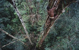 Bí ẩn bộ tộc ăn thịt người sống trong những ngôi nhà chót vót trên ngọn cây