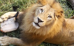 Vườn thú tuyên bố mổ sư tử trước mặt du khách gây sốc