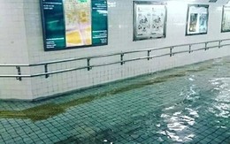 Tranh cãi về bức ảnh dòng nước lũ trong veo ở Nhật Bản