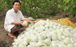 Ổi Sóc Trăng chỉ còn 500 đồng một kg