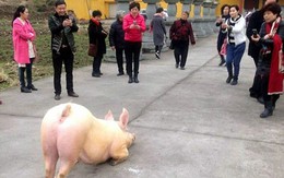 Lợn quỳ gối trước cửa chùa