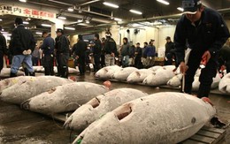 Nghề cá Nhật Bản: Bí mật của ngư dân