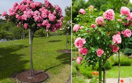 Hoa hồng tree rose giá đắt bỏng tay có gì lạ?