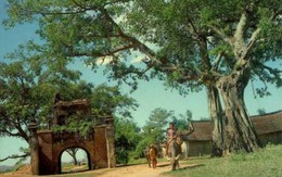 5 loại cây xui xẻo không trồng trong vườn nhà