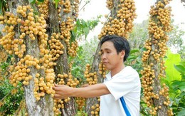 Những hình ảnh cây trái xum xuê vào mùa thu hoạch