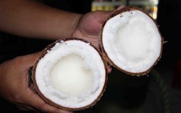 Dừa sáp Cầu Kè thơm ngon tiền triệu một cây giống