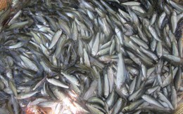 Đặc sản cá linh non đắt đỏ đầu mùa