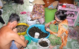 Kiếm lời từ nghề bắt ốc bươu vàng