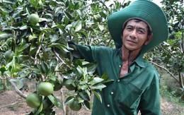 Nhà nông "bắt" đất phèn "đẻ" tiền tỷ