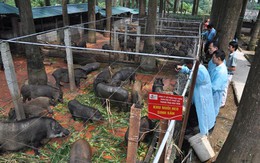 Chiêm ngưỡng trang trại lợn rừng hữu cơ độc đáo ở Việt Nam