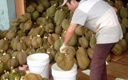Nhà khoa học kêu oan cho thuốc làm chín trái cây