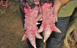 Chú gà Đông Tảo có vẩy, móng rồng quý hiếm đại gia trả hàng chục triệu đồng không bán