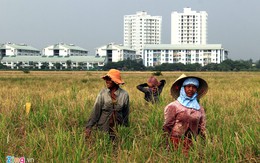 Người miền Tây lên Sài Gòn gặt lúa thuê kiếm tiền tiêu Tết