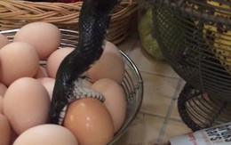 Thót tim phát hiện rắn bò vào nhà ăn trứng gà