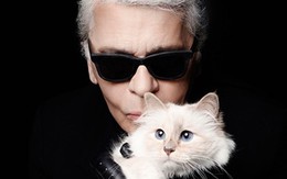 Mèo Choupette của giám đốc sáng tạo Chanel kiếm tiền giỏi như siêu mẫu