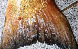 Ngư dân câu được cá lạ, thương lái ngã giá 300 triệu