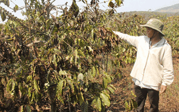 700 ha cà phê chết đứng, nông dân trắng tay