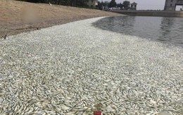 Kinh sợ cá chết hàng loạt nổi trắng mặt hồ gần tâm vụ nổ hóa chất