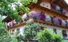 Trồng hoa cho ban công tình yêu