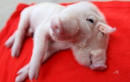 Heo con 2 đầu đi lạc trên đường phố