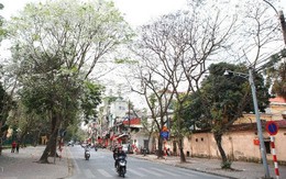 Mê mẩn trước những cung đường hoa sưa trắng đẹp đến nao lòng