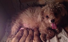 Poodle bị chú chó Akita giá trăm triệu cắn chết gây xôn xao