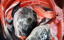Lạ Hà Nội: Mỗi ngày bán 300 bộ xương cá hồi