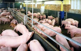 Phạt nặng và siết chặt quản lý chất cấm trong chăn nuôi