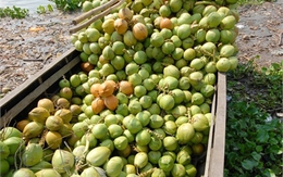 Dừa xiêm Bến Tre mua tại vườn giá chỉ 20.000 đồng/12 trái