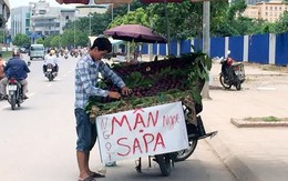 Mận Sapa 'tím bầm': Đích thị hàng Trung Quốc đội lốt