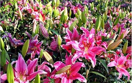 Cách chọn hoa ly đẹp và giữ hoa tươi lâu