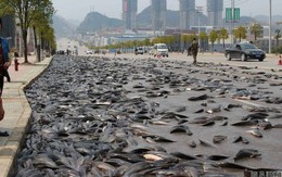 Choáng trước cảnh 7 tấn cá phủ kín mặt đường