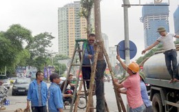 Hà Nội thay thế toàn bộ cây gỗ mỡ trên đường Nguyễn Chí Thanh