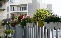 Vườn ban công bảy sắc ở tầng cao chung cư Hoàng Đạo Thúy