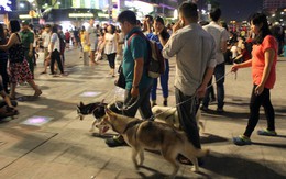 Chó nghìn đô dạo quảng trường đi bộ Nguyễn Huệ