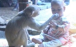 Hình ảnh bé gái và "bảo mẫu" khỉ cực đáng yêu khiến dư luận phát "sốt"