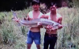 Sự thật về việc bắt được cá tầm "khủng" ở Lâm Đồng