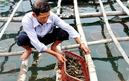 Nuôi hàu sữa lãi trăm triệu mỗi năm ở vùng biển Sa Huỳnh