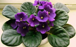 6 loài hoa đẹp thích hợp trồng ngày hè