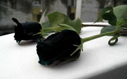 Sốt xình xịch trồng hoa hồng đen nở đúng hè