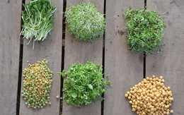 8 mẹo trồng rau mầm gieo lứa nào, gặt lứa đấy