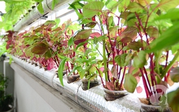 Vườn thủy canh đầy rau sạch trên sân thượng của cô nàng công sở tại Hà Nội