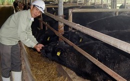Trại bò Kobe đầu tiên ở Việt Nam