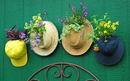 Những chậu cây ngộ nghĩnh cho sân vườn thêm xinh